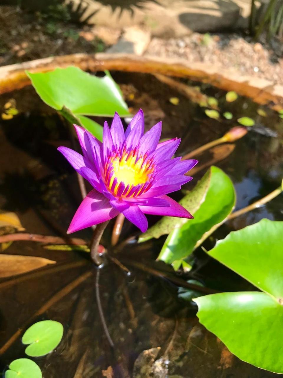 Mass Eco Cabana Yoga & Spa - Unawatuna Kültér fotó