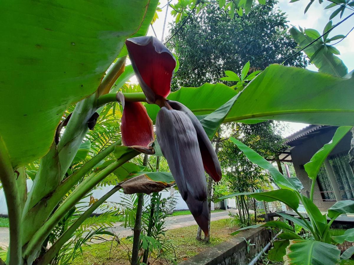 Mass Eco Cabana Yoga & Spa - Unawatuna Kültér fotó